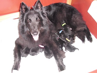 E-Wurf de Geracao Nova